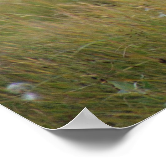 Schöne Pferde Poster (Ecke)