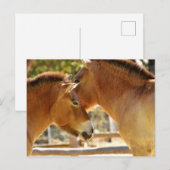 Schöne Pferde Postkarte (Vorne/Hinten)