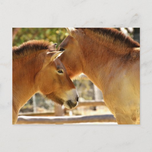 Schöne Pferde Postkarte (Vorderseite)