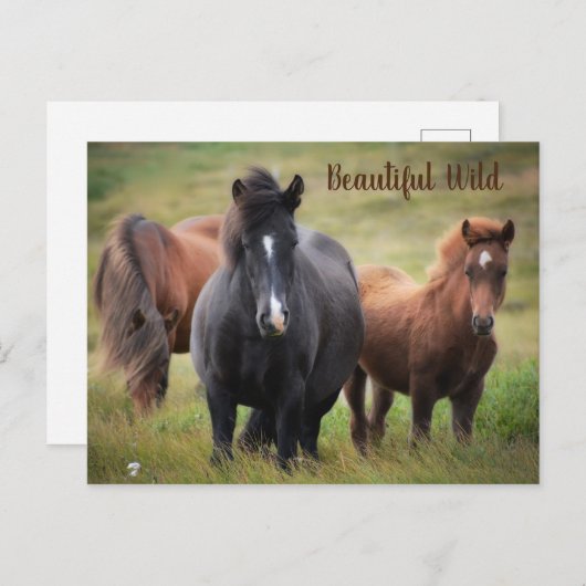 Schöne Pferde Postkarte (Vorne/Hinten)