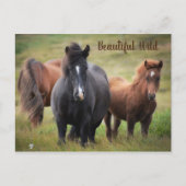 Schöne Pferde Postkarte (Vorderseite)