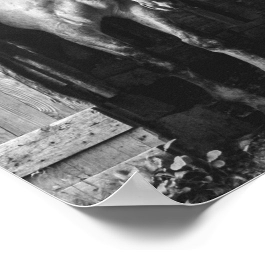 Schöne Pferde Schwarz-Weiß Rustikales Bauernhaus Poster (Ecke)