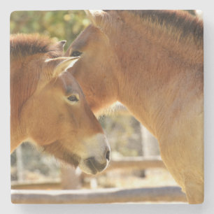 Schöne Pferde Steinuntersetzer