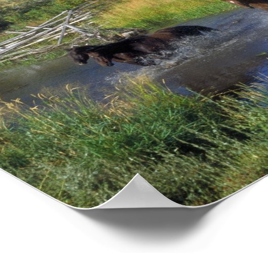 Schöne Pferde überqueren einen Bergbach Poster (Ecke)