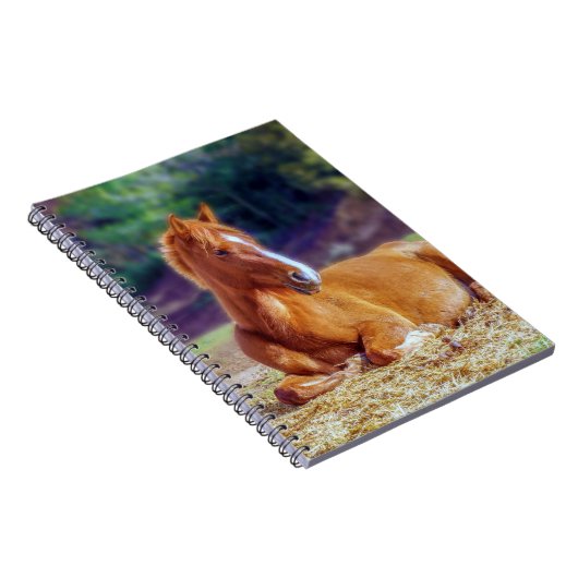 Schöne Pferdekälte Notizblock (Rechte Seite)