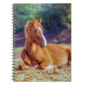 Schöne Pferdekälte Notizblock (Vorderseite)