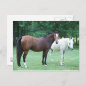 Schöne Pferdepostkarte Postkarte (Vorne/Hinten)