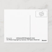 Schöne Pferdepostkarte Postkarte (Rückseite)