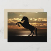 Schöne Pferdepostkarte Postkarte (Vorne/Hinten)