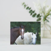 Schöne Pferdepostkarte Postkarte (Stehend Vorderseite)