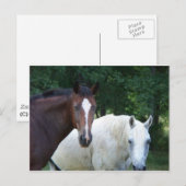 Schöne Pferdepostkarte Postkarte (Vorne/Hinten)