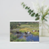 Schöne Pferderasse Destination Natur Postkarte (Stehend Vorderseite)