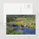 Schöne Pferderasse Destination Natur Postkarte (Vorne/Hinten)