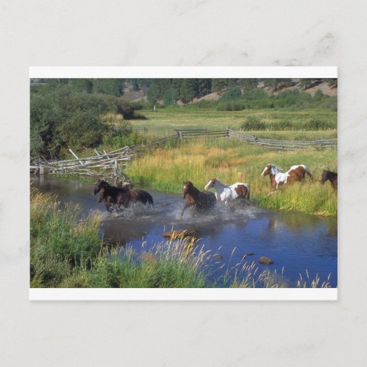 Schöne Pferderasse Destination Natur Postkarte (Vorderseite)