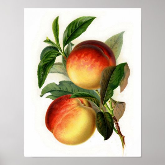 Schöne Pfirsiche Poster (Vorne)