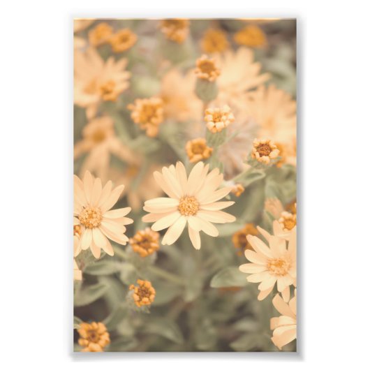 Schöne pfirsichfarbene Blume blüht floral Fotodruck (Vorne)