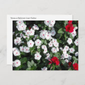 Schöne Pflanze Rot und Weiß Vinca Baltimore Hafen Postkarte (Vorne/Hinten)