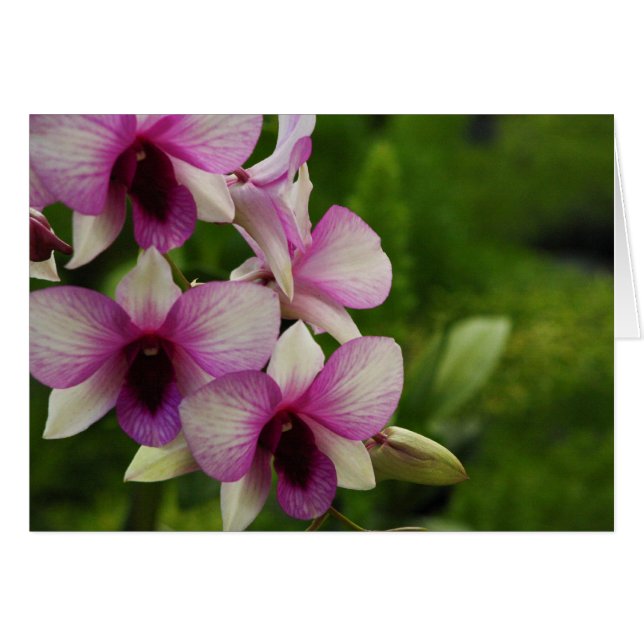 Schöne Phalaenopsis (Vorderseite (Horizontal))