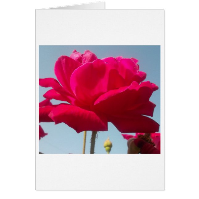 Schöne Phantastische Hakuna Matata Rose für die Br (Vorne)