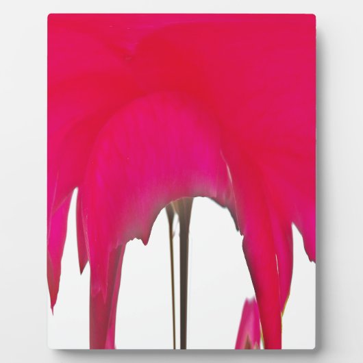 Schöne phantastische Rote Rose unter weißem Himmel Fotoplatte (Vorderseite)