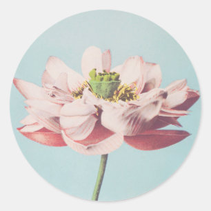 Schöne photomechanische Drucke von Lotus-Blume Runder Aufkleber