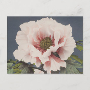 Schöne photomechanische Drucke von Peony-Blume Postkarte