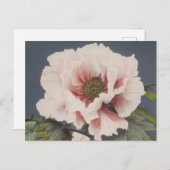 Schöne photomechanische Drucke von Peony-Blume Postkarte (Vorne/Hinten)