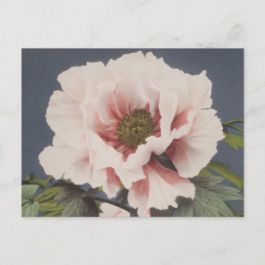 Schöne photomechanische Drucke von Peony-Blume Postkarte (Vorderseite)