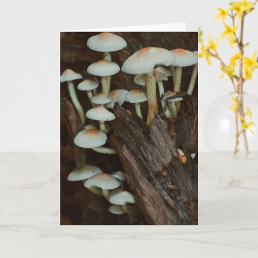 Schöne Pilzfotografie leere Karte (Gelbe Blume)