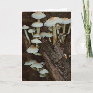 Schöne Pilzfotografie leere Karte