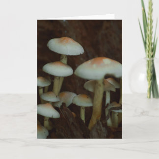 Schöne Pilzfotografie leere Karte