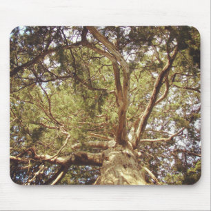 Schöne Pine Tree Mousepad