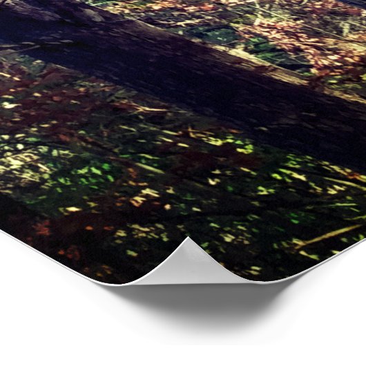 Schöne Pinienbäume im Herbst Poster (Ecke)