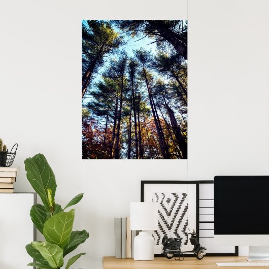 Schöne Pinienbäume im Herbst Poster (Heimbüro)