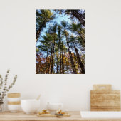 Schöne Pinienbäume im Herbst Poster (Küche)