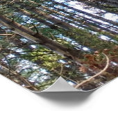 Schöne Pinienbäume Poster (Ecke)