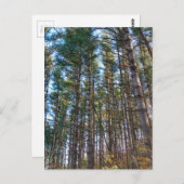 Schöne Pinienbäume Postkarte (Vorne/Hinten)