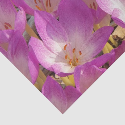 Schöne PInk Autumn Crocuses Floral Seidenpapier (Ausschnitt)