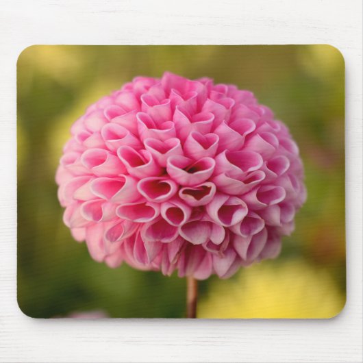 Schöne Pink Ball Dahlia Blume Mousepad (Vorne)