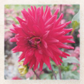 Schöne Pink Dahlia Blume Glasuntersetzer (Vorderseite)