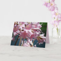 Schöne Pink Lilies
