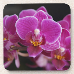 Schöne Pink Phalaenopsis Orchid Blühen Untersetzer