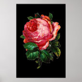 SCHÖNE PINK ROSE POSTER (Vorne)