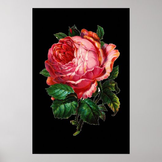 SCHÖNE PINK ROSE POSTER (Vorne)