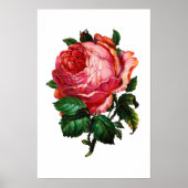 SCHÖNE PINK ROSE POSTER (Vorne)
