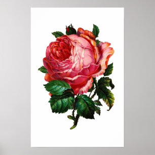 SCHÖNE PINK ROSE POSTER