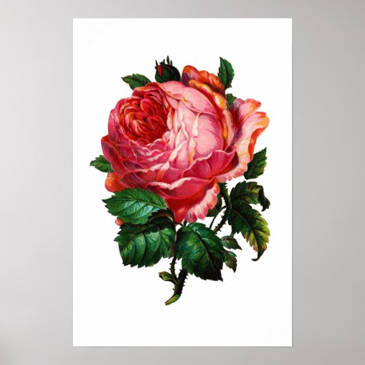 SCHÖNE PINK ROSE POSTER (Vorne)