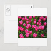 SCHÖNE PINK TULIPS POSTKARTE (Vorne/Hinten)