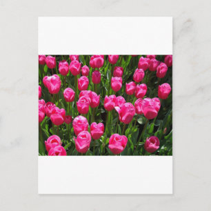 SCHÖNE PINK TULIPS POSTKARTE