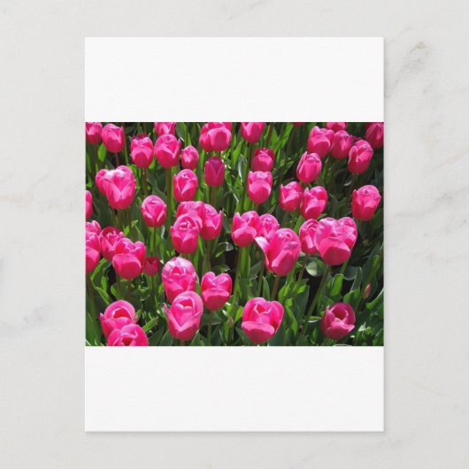 SCHÖNE PINK TULIPS POSTKARTE (Vorderseite)